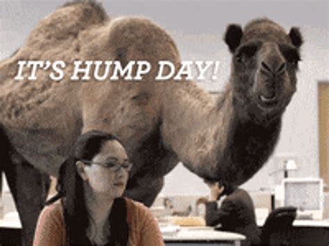 happy humping day|Hump Day GIFs .